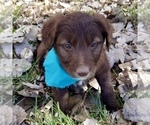 Small Photo #6 Bordoodle Puppy For Sale in FAIR OAKS, CA, USA