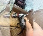 Small #4 American Pit Bull Terrier Mix