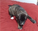Small Photo #1 Bullmastiff Puppy For Sale in GRANTSBURG, WI, USA