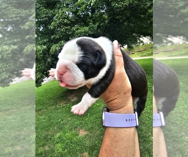Medium Photo #9 American Bully Puppy For Sale in SAINT ALBANS, WV, USA