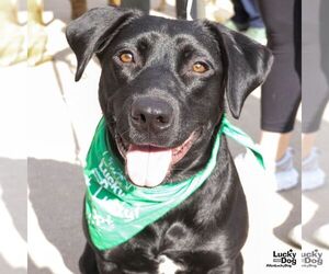Labrador Retriever-Retriever  Mix Dogs for adoption in Washington, DC, USA
