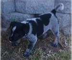 Small Photo #21 Australian Cattle Dog Puppy For Sale in SYLMAR, CA, USA