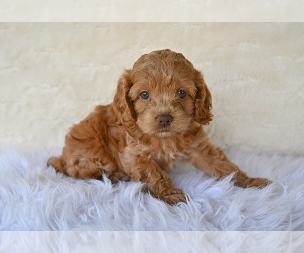 Medium Photo #4 Cock-A-Poo Puppy For Sale in MILLERSBURG, OH, USA