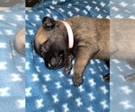 Small Photo #301 Belgian Malinois Puppy For Sale in REESEVILLE, WI, USA