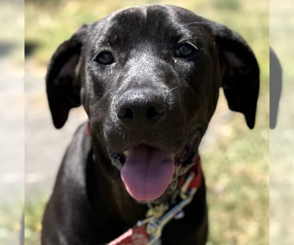 Medium Photo #12 Mountain Cur-Rat Terrier Mix Puppy For Sale in Canton, CT, USA