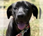 Small #11 Mountain Cur-Rat Terrier Mix
