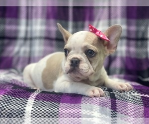 French Bulldog Puppy for sale in LAKELAND, FL, USA