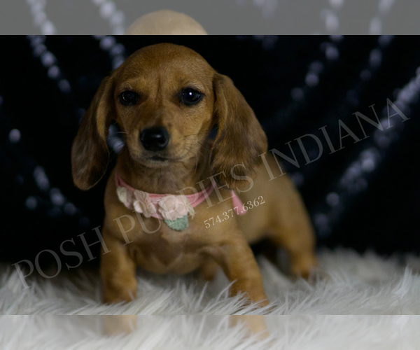 Medium Photo #2 Dachshund Puppy For Sale in WARSAW, IN, USA