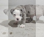 Small #2 Olde English Bulldogge