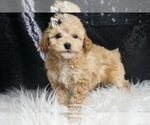 Small Photo #54 Maltipoo Puppy For Sale in WARSAW, IN, USA