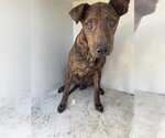 A655240 - Male American Staffordshire Terrier-Unknown Mix Dog for Adoption - Small photo