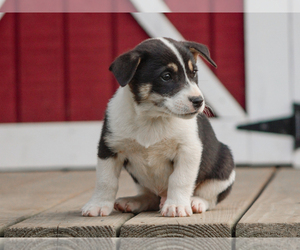 Pembroke Welsh Corgi Puppy for sale in LIBERTY, KY, USA