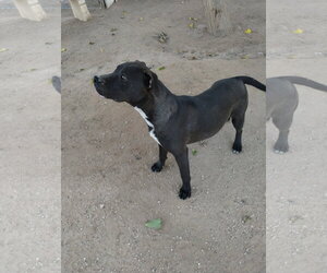 Brad Pitt - Male Labrador Retriever-Staffordshire Bull Terrier Mix Dog for Adoption - Photo #4