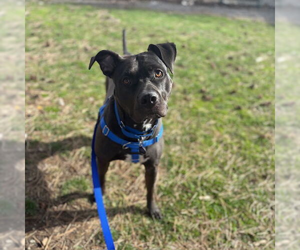 Medium Photo #1 American Pit Bull Terrier-Staffordshire Bull Terrier Mix Puppy For Sale in Boston, MA, USA