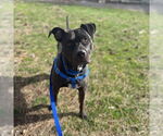 Small American Pit Bull Terrier-Staffordshire Bull Terrier Mix