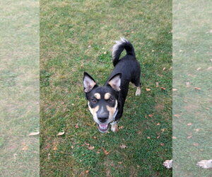 Accona - Female Mutt Dog for Adoption - Photo #3