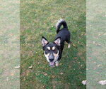 Small Photo #3 Mutt Puppy For Sale in Sandy, UT, USA