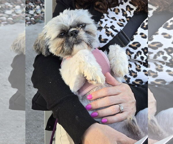 Medium Photo #5 Shih Tzu Puppy For Sale in St. Louis Park, MN, USA