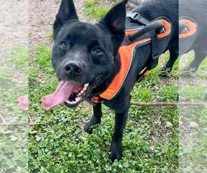 Ronnie - Male Mutt Dog for Adoption - Photo #2