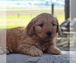 Small Photo #6 Goldendoodle-Poodle (Miniature) Mix Puppy For Sale in GORDONVILLE, PA, USA