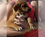 Small Photo #122 Rhodesian Ridgeback Puppy For Sale in MORONGO VALLEY, CA, USA