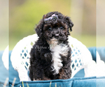 Small #4 Poodle (Toy)