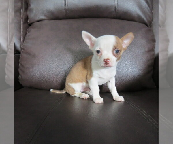 Medium Photo #1 Chihuahua Puppy For Sale in HAYES, VA, USA