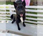 Small Mutt