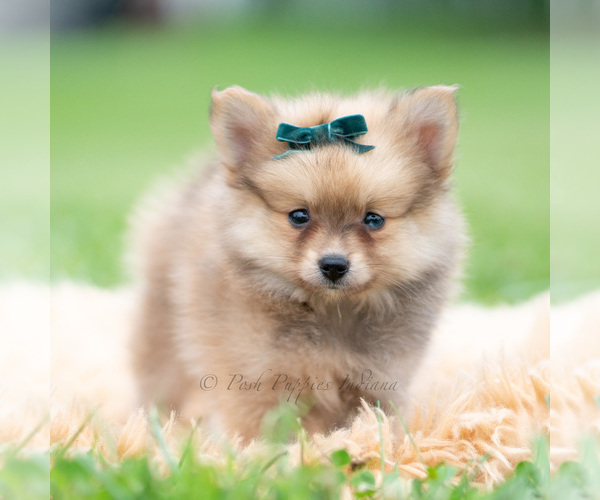 Medium Photo #55 Pomeranian Puppy For Sale in WARSAW, IN, USA
