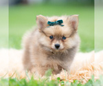 Puppy Hudson Pomeranian