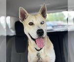Small Huskies  Mix