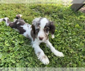Cocker Spaniel Puppy for sale in ATHENS, WI, USA