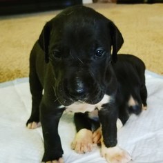 Great Dane Puppy for sale in MILLBROOK, AL, USA