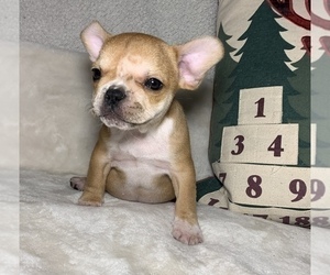 French Bulldog Puppy for sale in JOHNS ISLAND, SC, USA