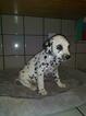 Small Photo #9 Dalmatian Puppy For Sale in DELANO, CA, USA