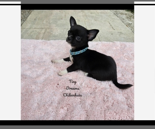 Medium Photo #2 Chihuahua Puppy For Sale in CRAFTON, PA, USA