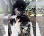 Image preview for Ad Listing. Nickname: SIBERIAN1