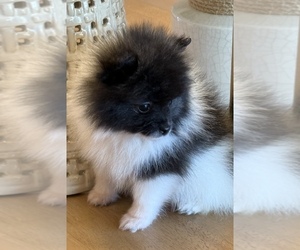 Pomeranian Puppy for sale in WEST SACRAMENTO, CA, USA