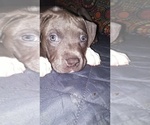 Small #9 American Pit Bull Terrier