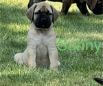 Puppy Sunny Mastiff