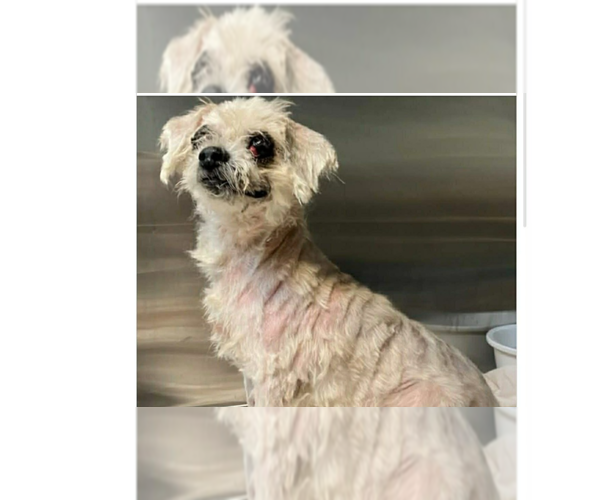 Medium Photo #1 Mutt Puppy For Sale in New York, NY, USA