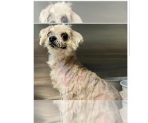 Mutt Dogs for adoption in New York, NY, USA