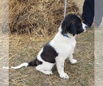 Puppy 4 German Shorthaired Pointer-Great Pyrenees Mix