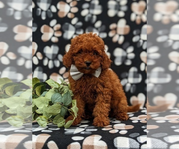 Medium Photo #2 Cavapoo Puppy For Sale in QUARRYVILLE, PA, USA