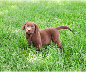 Labrador Retriever Puppy for sale in SYRACUSE, IN, USA
