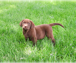 Image preview for Ad Listing. Nickname: Simba