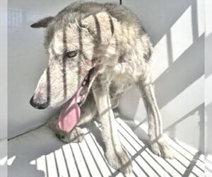 Norwegian Elkhound-Siberian Husky Mix Dogs for adoption in Houston, TX, USA