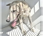 Small Norwegian Elkhound-Siberian Husky Mix
