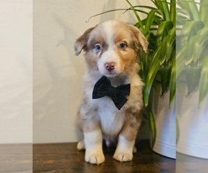 Australian Shepherd Puppy for sale in INDIANAPOLIS, IN, USA