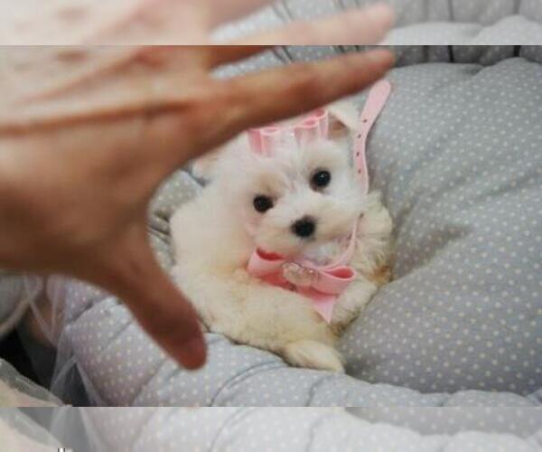Medium Photo #5 Maltese Puppy For Sale in HOUSTON, TX, USA